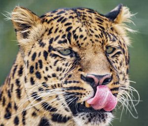 Preview wallpaper leopard, big cat, predator, protruding tongue