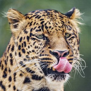 Preview wallpaper leopard, big cat, predator, protruding tongue
