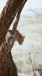 Preview wallpaper leopard, big cat, predator, glance, tree