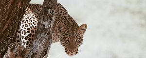 Preview wallpaper leopard, big cat, predator, glance, tree