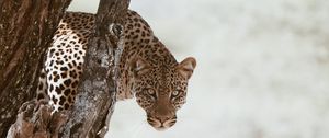 Preview wallpaper leopard, big cat, predator, glance, tree