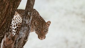 Preview wallpaper leopard, big cat, predator, glance, tree