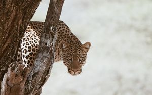 Preview wallpaper leopard, big cat, predator, glance, tree