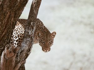 Preview wallpaper leopard, big cat, predator, glance, tree