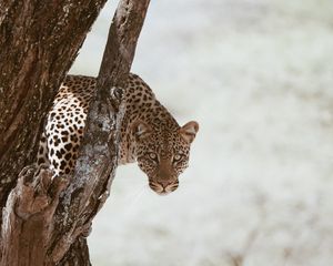 Preview wallpaper leopard, big cat, predator, glance, tree