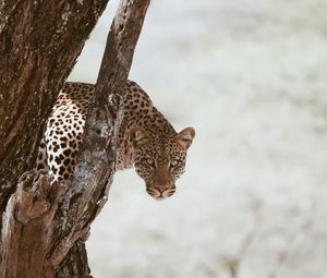 Preview wallpaper leopard, big cat, predator, glance, tree