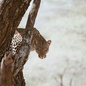 Preview wallpaper leopard, big cat, predator, glance, tree