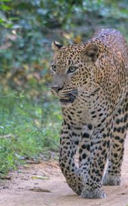 Preview wallpaper leopard, big cat, predator, animal, wild