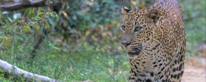 Preview wallpaper leopard, big cat, predator, animal, wild