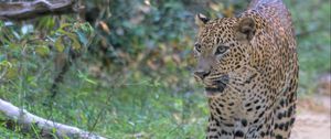 Preview wallpaper leopard, big cat, predator, animal, wild