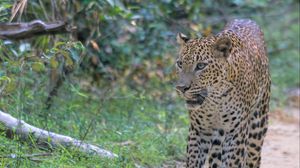 Preview wallpaper leopard, big cat, predator, animal, wild