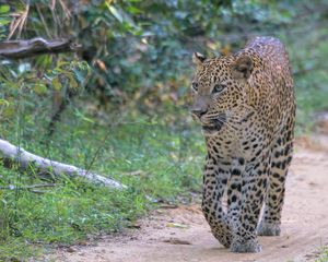 Preview wallpaper leopard, big cat, predator, animal, wild