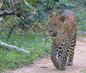 Preview wallpaper leopard, big cat, predator, animal, wild