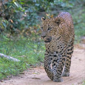 Preview wallpaper leopard, big cat, predator, animal, wild