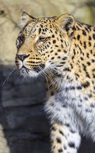Preview wallpaper leopard, big cat, predator, wildlife