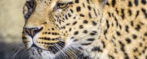 Preview wallpaper leopard, big cat, predator, wildlife