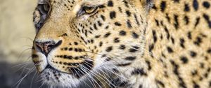 Preview wallpaper leopard, big cat, predator, wildlife