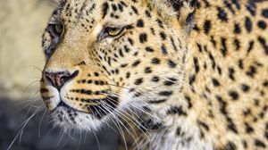 Preview wallpaper leopard, big cat, predator, wildlife