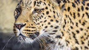 Preview wallpaper leopard, big cat, predator, wildlife