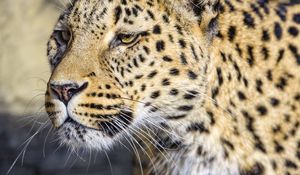 Preview wallpaper leopard, big cat, predator, wildlife