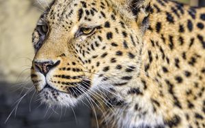 Preview wallpaper leopard, big cat, predator, wildlife