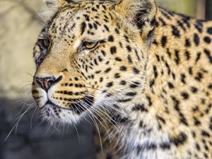 Preview wallpaper leopard, big cat, predator, wildlife