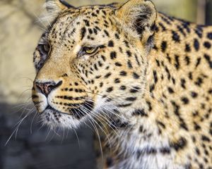 Preview wallpaper leopard, big cat, predator, wildlife