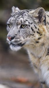 Preview wallpaper leopard, big cat, predator, wildlife, animal