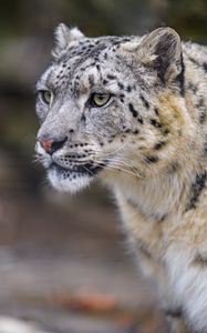 Preview wallpaper leopard, big cat, predator, wildlife, animal