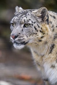 Preview wallpaper leopard, big cat, predator, wildlife, animal