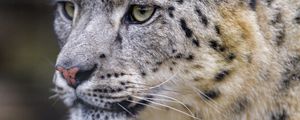 Preview wallpaper leopard, big cat, predator, wildlife, animal