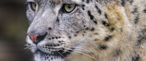 Preview wallpaper leopard, big cat, predator, wildlife, animal