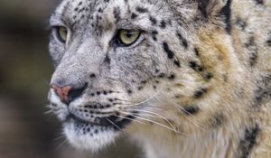 Preview wallpaper leopard, big cat, predator, wildlife, animal