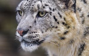 Preview wallpaper leopard, big cat, predator, wildlife, animal