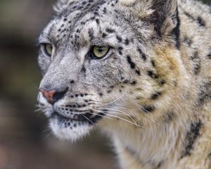 Preview wallpaper leopard, big cat, predator, wildlife, animal