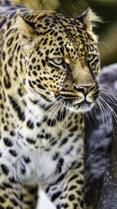 Preview wallpaper leopard, big cat, predator, animal, wildlife