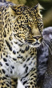 Preview wallpaper leopard, big cat, predator, animal, wildlife