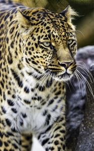 Preview wallpaper leopard, big cat, predator, animal, wildlife
