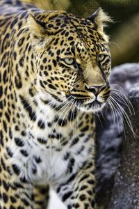 Preview wallpaper leopard, big cat, predator, animal, wildlife