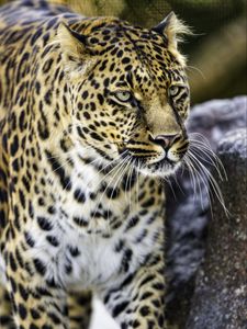 Preview wallpaper leopard, big cat, predator, animal, wildlife