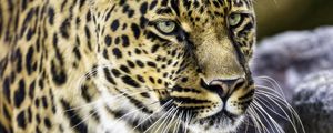 Preview wallpaper leopard, big cat, predator, animal, wildlife