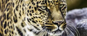 Preview wallpaper leopard, big cat, predator, animal, wildlife