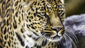 Preview wallpaper leopard, big cat, predator, animal, wildlife