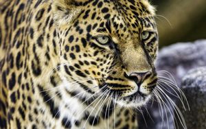 Preview wallpaper leopard, big cat, predator, animal, wildlife