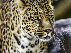 Preview wallpaper leopard, big cat, predator, animal, wildlife