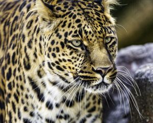 Preview wallpaper leopard, big cat, predator, animal, wildlife