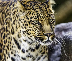 Preview wallpaper leopard, big cat, predator, animal, wildlife