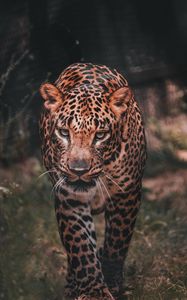 Preview wallpaper leopard, big cat, predator, wild