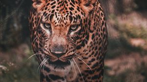 Preview wallpaper leopard, big cat, predator, wild