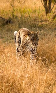 Preview wallpaper leopard, big cat, predator, wildlife, grass